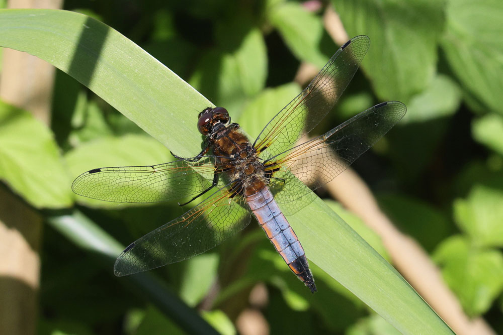 Libellula_fulva